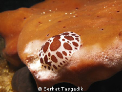 nudi by Serhat Tasgedik 